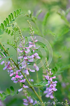Himalayan indigo Indigofera heterantha flowering plant Stock Photo