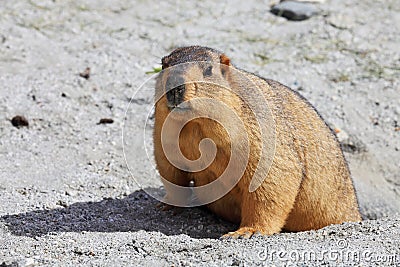 Himalayan marmot Stock Photo