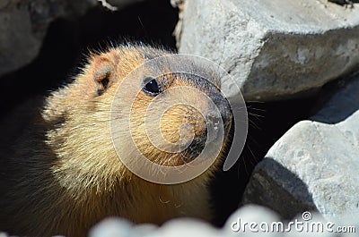 Himalayan marmot closeup Stock Photo