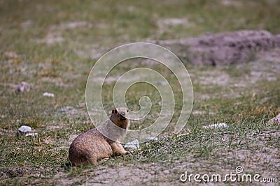 The Himalayan marmot Stock Photo