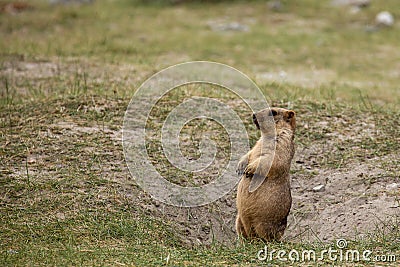The Himalayan marmot Stock Photo