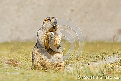 Himalayan marmot eating Stock Photo