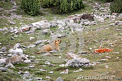 Himalayan Marmot Stock Photo