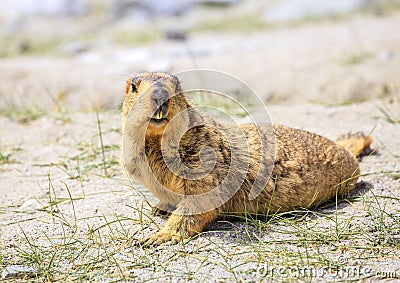 Himalayan marmot Stock Photo