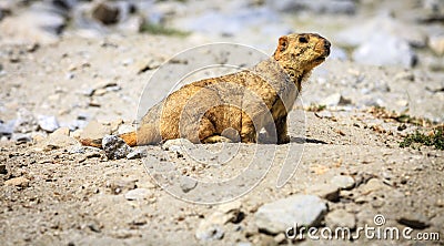 Himalayan marmot Stock Photo