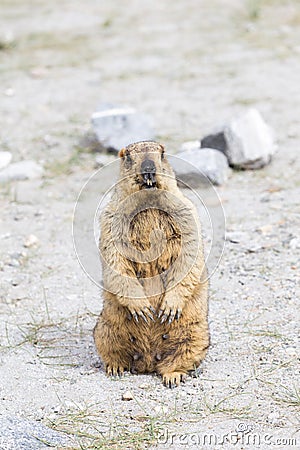 Himalayan marmot Stock Photo