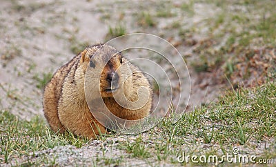 Himalayan marmot Stock Photo