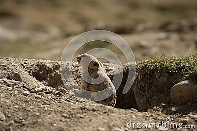 Himalayan marmot Stock Photo