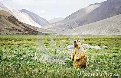 Himalayan marmot standing in grass Stock Photo