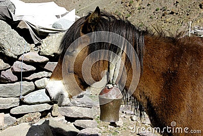 Himalayan Pony Sunbathing Stock Photo