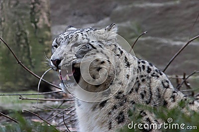 Himalayan snow leopard- Bronx Zoo New York Stock Photo