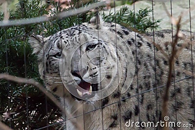 Himalayan snow leopard- Bronx Zoo New York Stock Photo