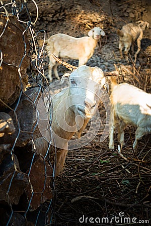 Himalayan Tahr, Domestic Goat (Capra aegagrus hircus). Vibrant Himalayan mountain goats in rural Uttarakhand. Stock Photo