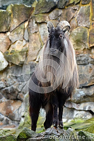 Himalayan tahr Hemitragus jemlahicus Stock Photo