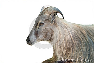 Himalayan tahr isolated on white Stock Photo