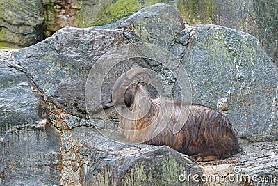 Himalayan Tahr (Hemitragus jemlahicus) lies and rests on a rock Stock Photo