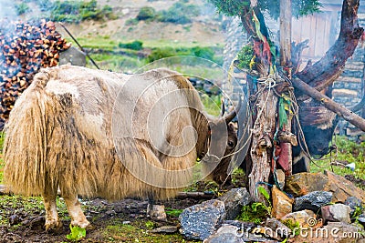 Himalayan yaks on Annapurna circuit track, Nepal Stock Photo