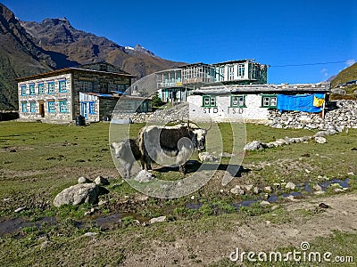 Himalayan Yaks Stock Photo