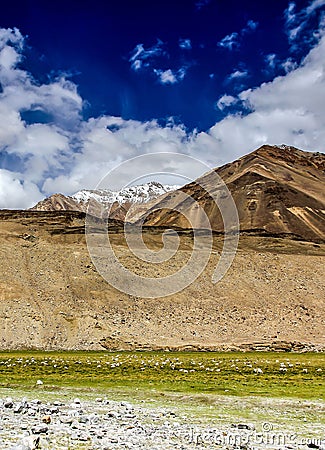 Himalayas with sheeps and meadows-Ladakh,India Stock Photo