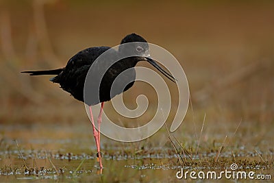 Himantopus novaezelandiae - Black stilt - kaki Stock Photo