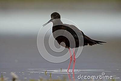 Himantopus novaezelandiae - Black stilt - kaki near lake Tekapo Stock Photo