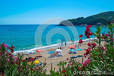 Vacationers on beautiful clean sand and pebble beach with umbrellas and sun loungers. Red flowes in foreground. Himare, Albania Editorial Stock Photo