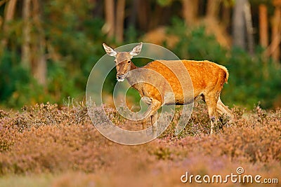 Hind doe of red deer, rutting season, Hoge Veluwe, Netherlands. Deer stag, bellow adult animal outside wood, animal, forest habi Stock Photo