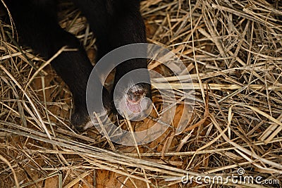 Hind legs of newborn black puppy on hay, close view from above. Tiny Alaskan husky from kennel of northern sled dogs Stock Photo