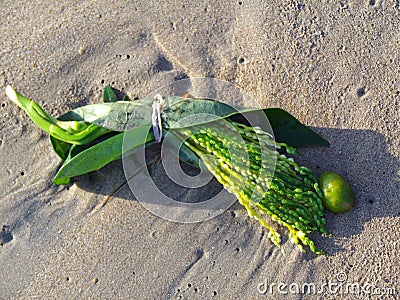 Offering for a successful fishing trip on Talala Beach in Sri Lanka Stock Photo