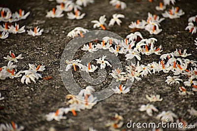 Hindu Parijat flower Stock Photo