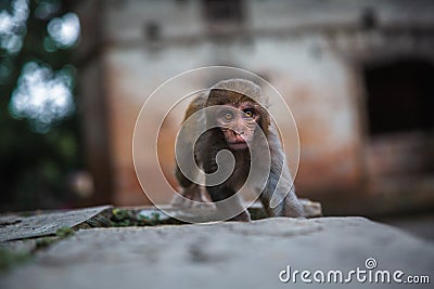 Hindu Rhesus Monkey - Kathmandu, Nepal Stock Photo