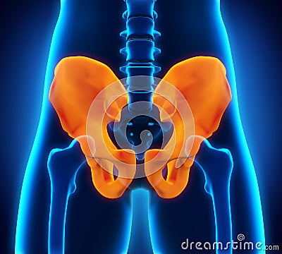 Hip Bone Anatomy Stock Photo