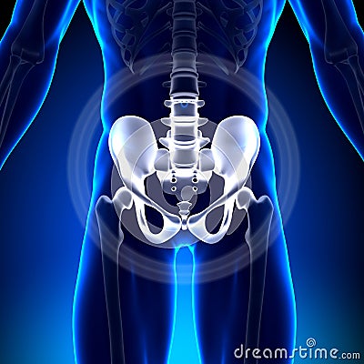 Hip / Ischium / Pubis / Sacrum / Ilium - Anatomy Bones Stock Photo