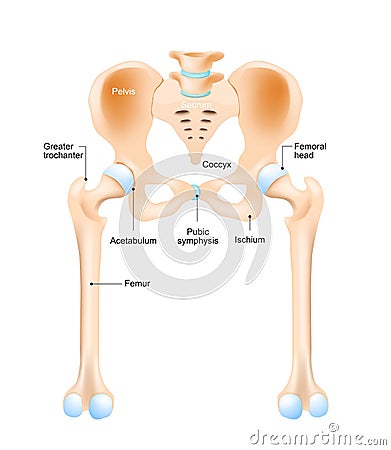 Hip joint Vector Illustration