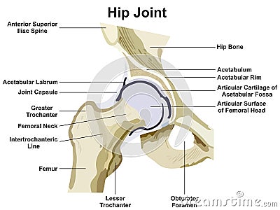 Hip Joint Anatomy Infographic Diagram Vector Illustration