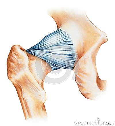 Hip - Joint Capsule Ligaments Stock Photo