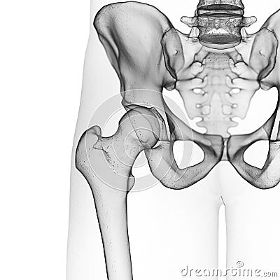 the hip joint Cartoon Illustration