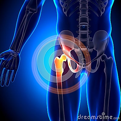 Hip Joint / Femur - Anatomy Bones Stock Photo