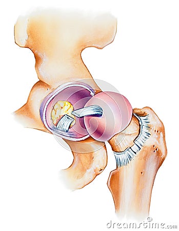 Hip - Joint Opened Lateral View Stock Photo