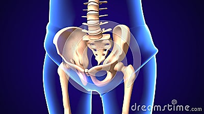 3d illustration of human body hip joint anatomy Stock Photo