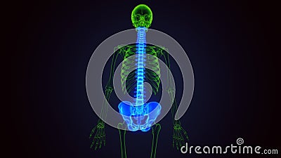 3d render of human spinal and hip bone anatomy Stock Photo