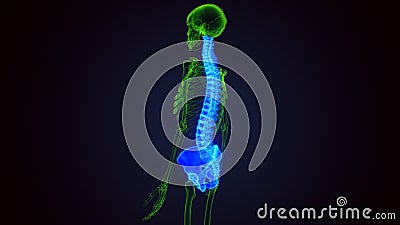 3d render of human spinal and hip bone anatomy Stock Photo