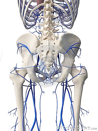 The hip veins Cartoon Illustration