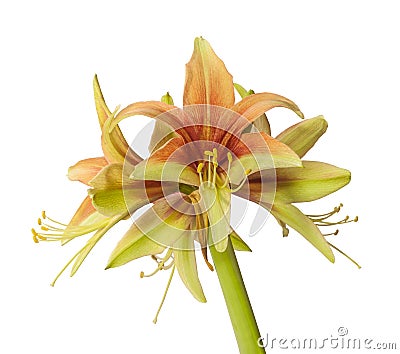 Hippeastrum amaryllis Diamond Group Wild Amazone on a white background isolated Stock Photo