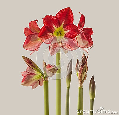 Hippeastrum (amaryllis) Flamenco Queen on a gray background isolated Stock Photo