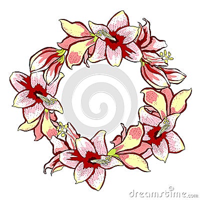 The is hippeastrum amaryllis flower vector illustration Vector Illustration