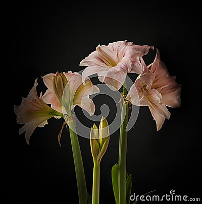 Hippeastrum amaryllis `Pink Glory` on a black background Stock Photo