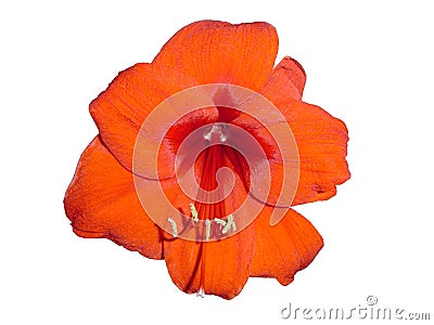 Hippeastrum bloom Stock Photo