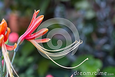 Hippeastrum cybister hybrid Stock Photo