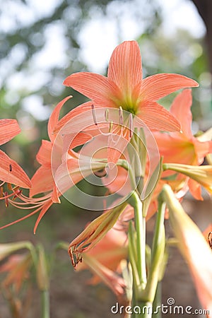 Hippeastrum cybister hybrid in garden Stock Photo